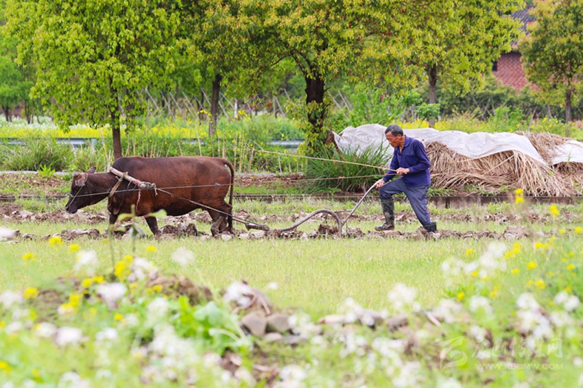 清明將至，各地農(nóng)事忙